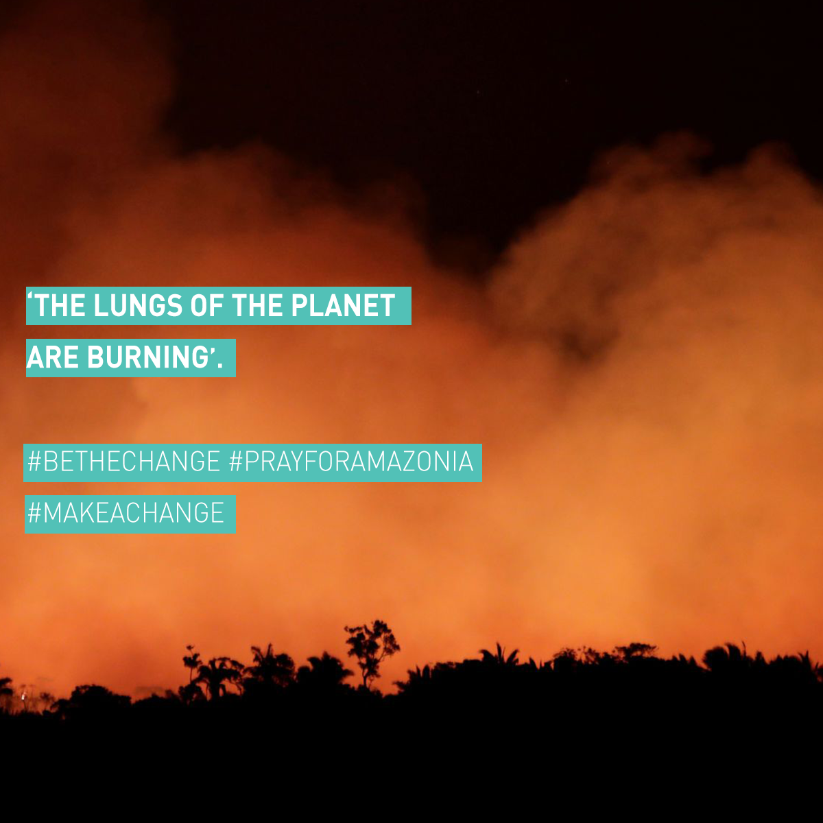 The Amazon Rainforest is ablaze – and you can help. 